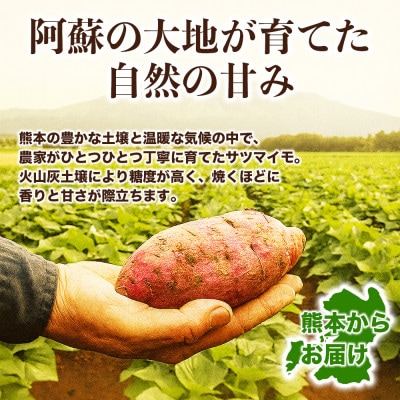 シルクスイート さつまいも 約5kg(熊本市)
