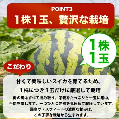 【先行予約】熊本県産 高糖度シャリっと食感!羅皇ザ・スウィート 2L以上 1玉 約7kg (熊本市)