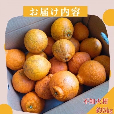 不知火(しらぬい)柑　約5kg(ご家庭用)