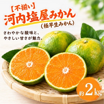【不揃い】河内 塩屋みかん (極早生みかん) 約2kg　