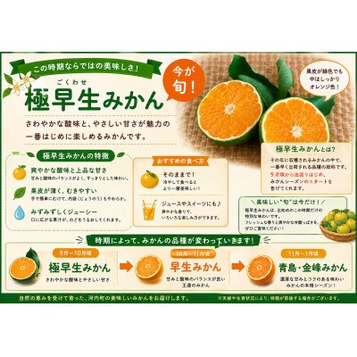 【不揃い】河内 塩屋みかん (極早生みかん) 約3kg