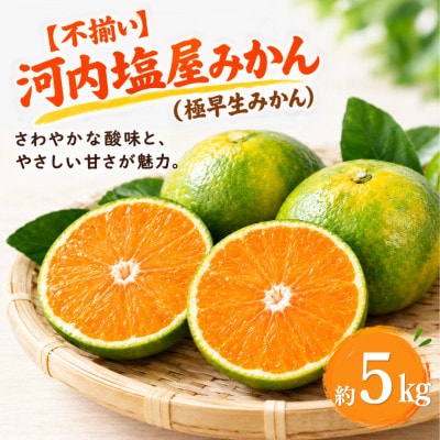 【不揃い】河内 塩屋みかん (極早生みかん) 約5kg