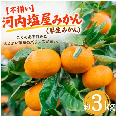 【不揃い】河内 塩屋みかん (早生みかん) 約3kg
