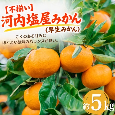 【不揃い】河内 塩屋みかん (早生みかん) 約5kg