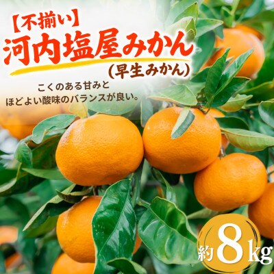 【不揃い】河内 塩屋みかん (早生みかん) 約8kg