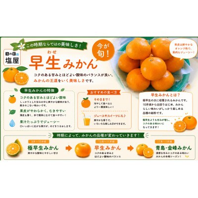 【不揃い】河内 塩屋みかん (早生みかん) 約8kg