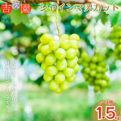 先行予約!2025年7月上旬発送予定 シャインマスカット 約1.5kg(2～3房)【吉次園】