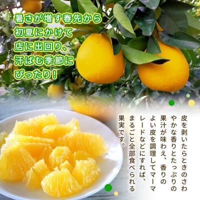 河内晩柑ジューシー　約4.5kg(熊本市)