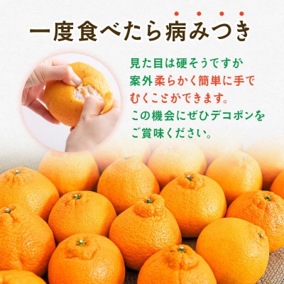 熊本県産 デコポン 約2kg(熊本市)