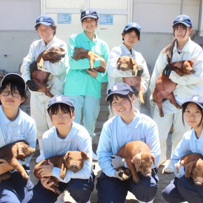 くまもとの赤ぶた　詰め合わせ　1.5kg(500g×3)