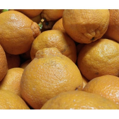 【2026年3月下旬発送予定】不知火(デコポンと同品種)【規格外品】ご家庭用 約4kg(熊本市)