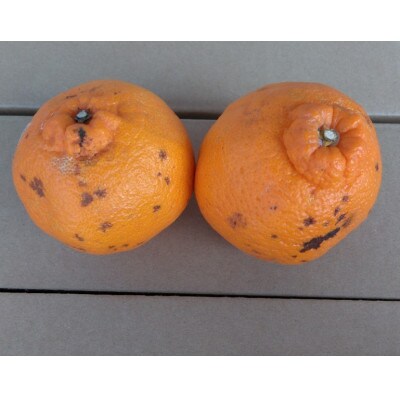 【2026年3月下旬発送予定】不知火(デコポンと同品種)【規格外品】ご家庭用 約4kg(熊本市)