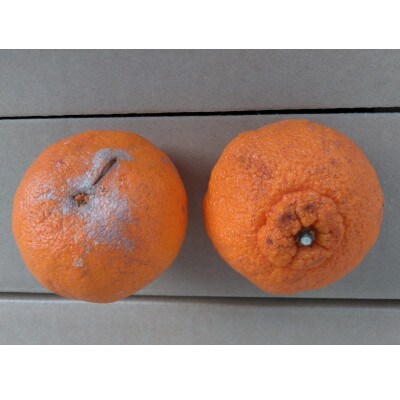 【2026年3月下旬発送予定】不知火(デコポンと同品種)【規格外品】ご家庭用 約4kg(熊本市)