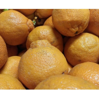 【2026年3月下旬発送予定】不知火(デコポンと同品種)【規格外品】ご家庭用 約10kg(熊本市)