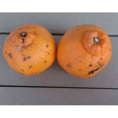 【2026年3月下旬発送予定】不知火(デコポンと同品種)【規格外品】ご家庭用 約10kg(熊本市)