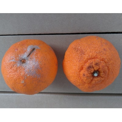 【2026年3月下旬発送予定】不知火(デコポンと同品種)【規格外品】ご家庭用 約10kg(熊本市)