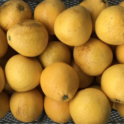 【2026年3月下旬-6月下旬発送予定】規格外品 河内晩柑 ご家庭用 15kg サイズ不選別 熊本市