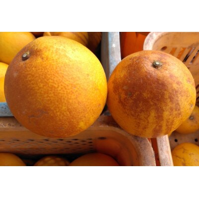 【2026年3月下旬-6月下旬発送予定】規格外品 河内晩柑 ご家庭用 15kg サイズ不選別 熊本市