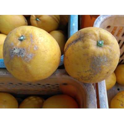 【2026年3月下旬-6月下旬発送予定】規格外品 河内晩柑 ご家庭用 15kg サイズ不選別 熊本市