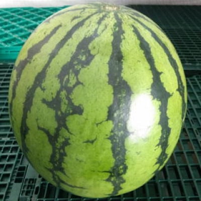 【2026年5月上旬～7月下旬順次発送予定】大玉西瓜(1玉入り)約8kg(熊本市)