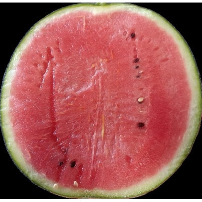 【2026年5月上旬～7月下旬順次発送予定】大玉西瓜(1玉入り)約8kg(熊本市)