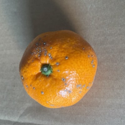 【2026年10月中旬-2027年2月下旬発送予定】みかん【規格外品】ご家庭用 約6kg(熊本市)