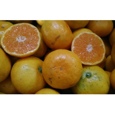 【2026年10月中旬-2027年2月下旬発送予定】みかん【規格外品】ご家庭用 15kg(熊本市)