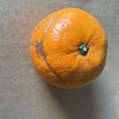 【2026年10月中旬-2027年2月下旬発送予定】みかん【規格外品】ご家庭用 15kg(熊本市)