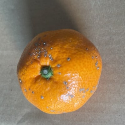 【2026年10月中旬-2027年2月下旬発送予定】みかん【規格外品】ご家庭用 15kg(熊本市)