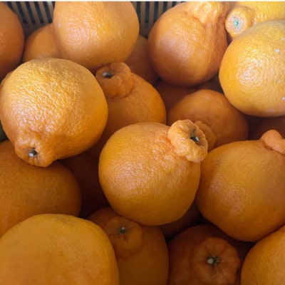 【2026年3月下旬～4月中旬発送予定】不知火(デコポンと同品種)【手選別まごころ選果】約2kg