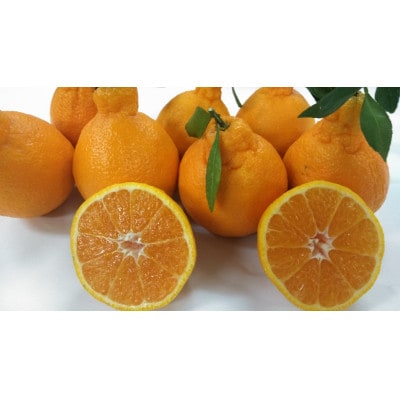 【2026年3月下旬～4月下旬発送予定】不知火(デコポンと同品種)【手選別まごころ選果】約10kg