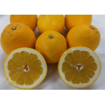 【2026年3月下旬～6月中旬順次発送予定】河内晩柑【手選別まごころ選果】約5kg サイズ不選別