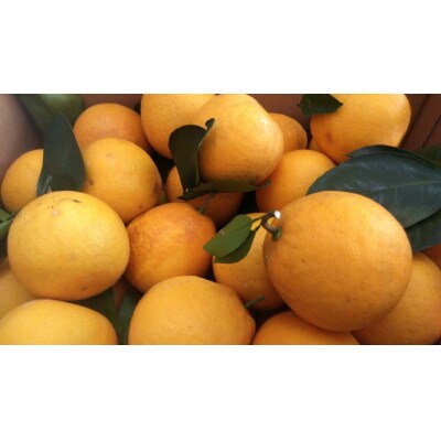 【2026年3月下旬～6月中旬順次発送予定】河内晩柑【手選別まごころ選果】約5kg サイズ不選別