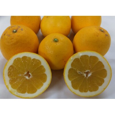 【2026年3月下旬～6月中旬順次発送予定】河内晩柑【手選別まごころ選果】約10kg サイズ不選別