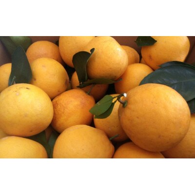 【2026年3月下旬～6月中旬順次発送予定】河内晩柑【手選別まごころ選果】約10kg サイズ不選別