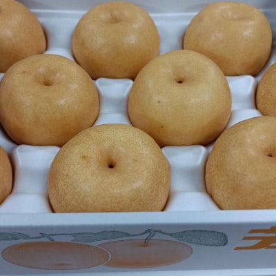 【2026年8月上旬～9月下旬発送予定】熊本市産 梨(幸水・豊水・秋月・秋麗・新高など) 約4kg