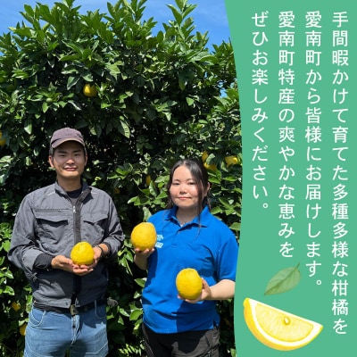 訳あり 愛南ゴールド(河内晩柑) 5kg 柑橘 みかん 傷 不揃い 規格外 常温 愛南町 青果市場