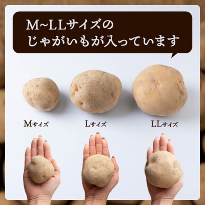 【2025年発送】数量限定 期間限定 じゃがいも 10kg 北海道 きたあかり ジャガイモ 芋 いも