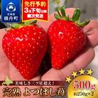 【2026年3月下旬以降発送】北海道産 完熟よつぼし苺(約250g×2パック)
