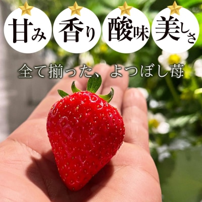 北海道産 完熟よつぼし苺(約250g×4パック)