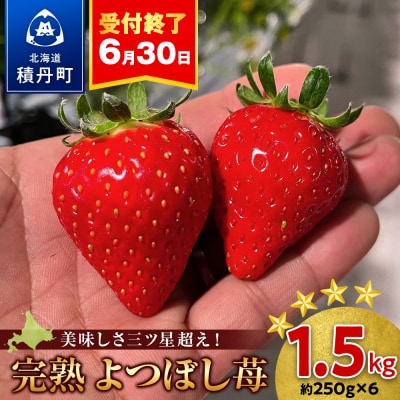 北海道産 完熟よつぼし苺(約250g×6パック)