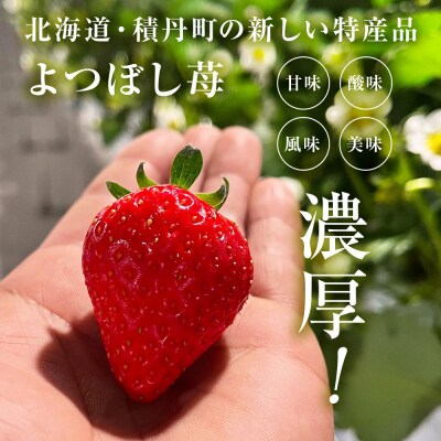 【2026年3月下旬以降発送】北海道産 完熟よつぼし苺(約250g×6パック)