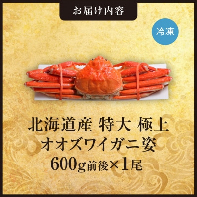 北海道産特大極上オオズワイガニ姿　600g前後×1尾_hs408-016
