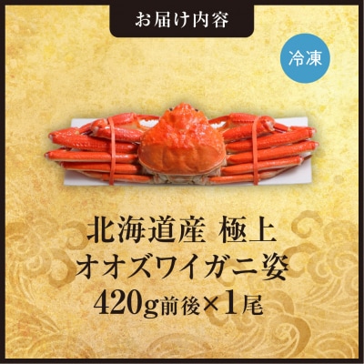北海道産極上オオズワイガニ姿 420g前後×1尾_hs408-021