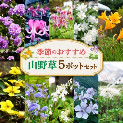 季節のおすすめ山野草5ポットセット_hs392-001