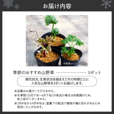 季節のおすすめ山野草3ポットセット_hs392-002