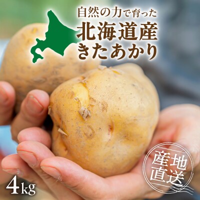 じゃがいも(きたあかり)約4kg_hs504-002