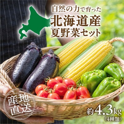 夏野菜セット_hs504-004