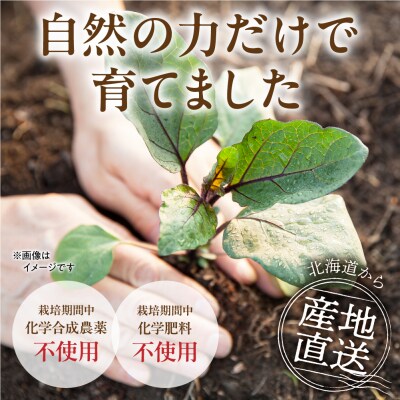 夏野菜セット_hs504-004