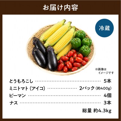 夏野菜セット_hs504-004
